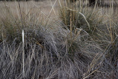 Close-up of dry grass on field during winter