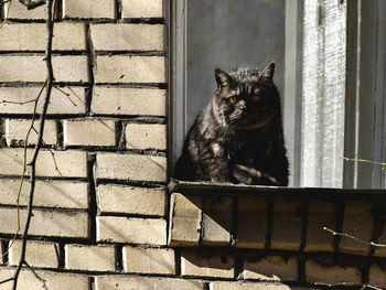 Portrait of a cat looking through window