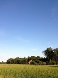 Crop of in a field