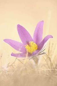 Close-up of purple crocus flower