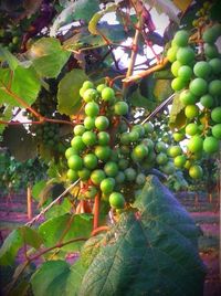 Close-up of grapes on vine