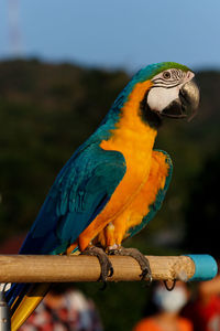 Close-up of parrot perching on branch