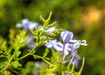 Close-up of purple flowering plant