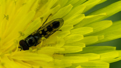 Close-up of insect on yellow flower