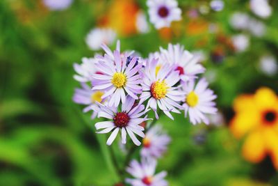 Close-up of purple flowering plants on field