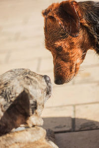 Close-up of dog