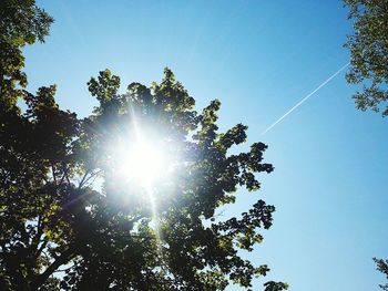 Low angle view of trees against blue sky