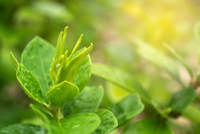 Close-up of fresh green leaves