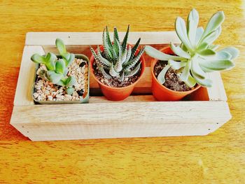 High angle view of succulent plants growing in pot