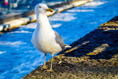 Close-up of seagull perching 