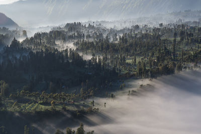 Aerial view of forest during foggy weather