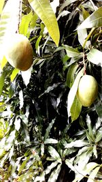 Low angle view of leaves hanging on tree