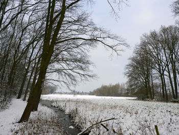 Trees on snow covered landscape against sky