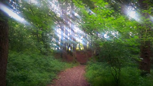 Trees in sunlight