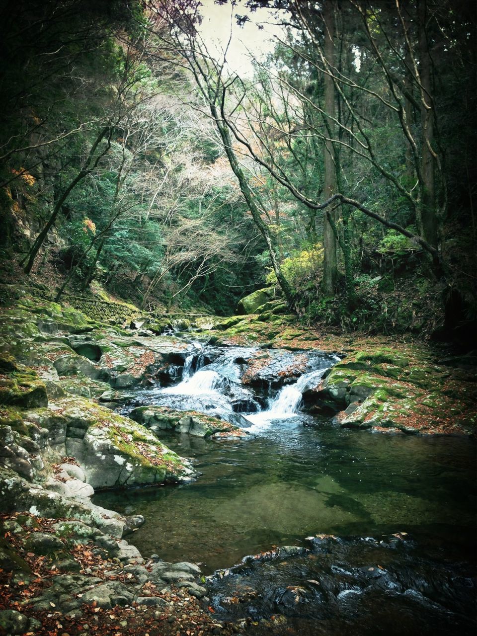 water, forest, stream, tree, flowing water, flowing, beauty in nature, nature, scenics, tranquility, rock - object, tranquil scene, waterfall, river, motion, non-urban scene, long exposure, growth, idyllic, no people