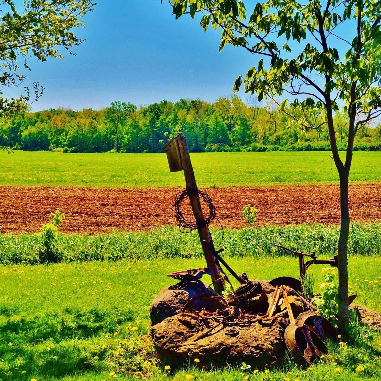 field, grass, landscape, green color, tree, tranquility, rural scene, grassy, tranquil scene, growth, agriculture, nature, wood - material, farm, scenics, beauty in nature, clear sky, day, sunlight, bale