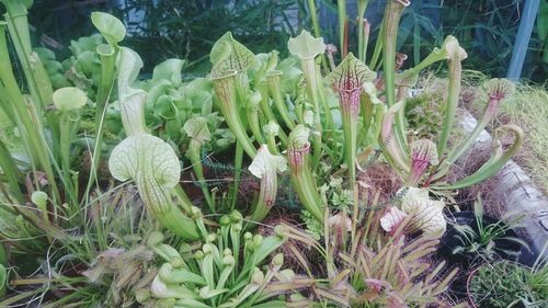 High angle view of fresh purple flowers