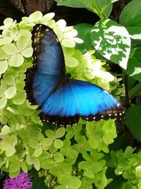 Close-up of butterfly on purple flower