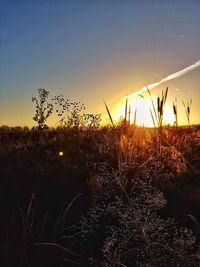 Silhouette plants on field against sky during sunset