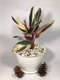 Close-up of succulent plant in bowl