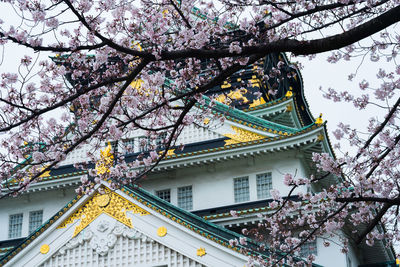 Low angle view of cherry blossom