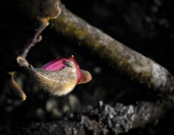 Close-up of rose bud on branch