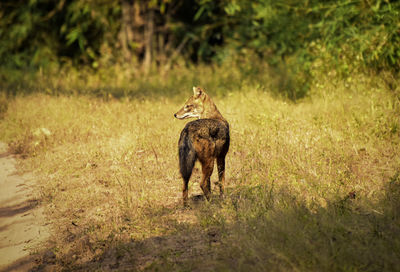 Lion in forest