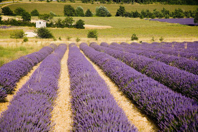 Lavender fields  in vaucluse in located in the provence alpes cote d azur region in france