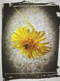 Close-up of yellow flowers