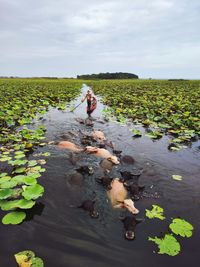 Rear view of woman standing by lake