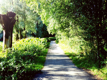 Plants and trees in park