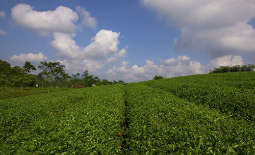 Scenic view of agricultural field against sky