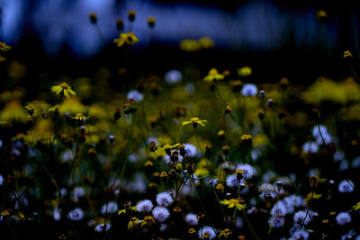 Close-up of purple flowering plant in field