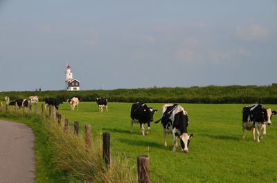 Horses grazing in a field