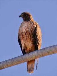 Low angle view of eagle perching on branch against sky