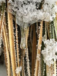 Close-up of icicles