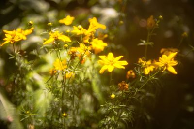 Close-up of yellow flowering plants on field