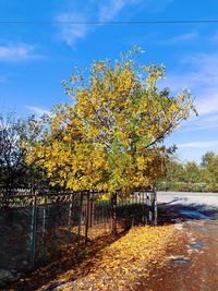 Yellow tree by road against sky during autumn