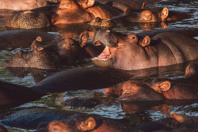 Group of hippopotamus with cub in the water