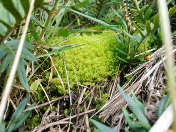 High angle view of lizard on field