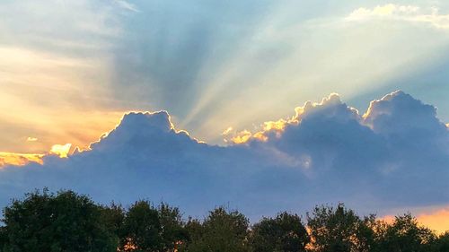 Low angle view of trees against sky during sunset