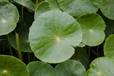 Full frame shot of leaves