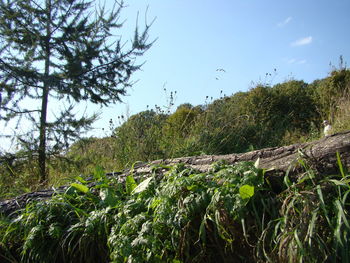 Scenic view of trees growing on field against sky