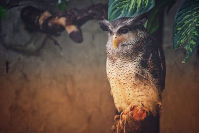 Close-up of owl perching outdoors