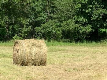 Hay bales on field