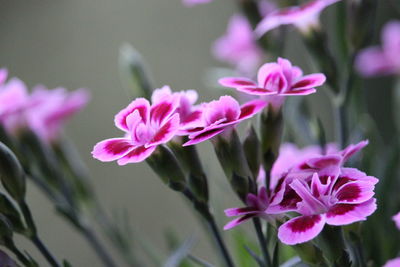 Close-up of pink flowers blooming outdoors