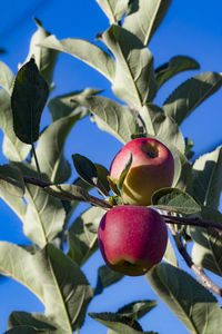 Close-up of fruits growing on tree