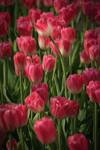 Close-up of red flowers blooming in field