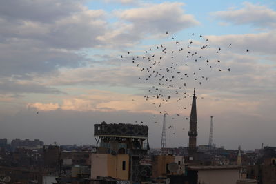 Flock of birds flying over buildings in city