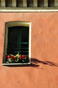 Red flowers on window